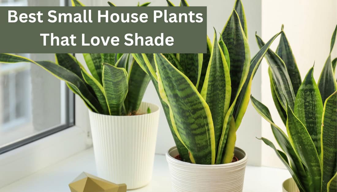 The 5 Best Small House Plants (Shade Loving) For Small Spaces